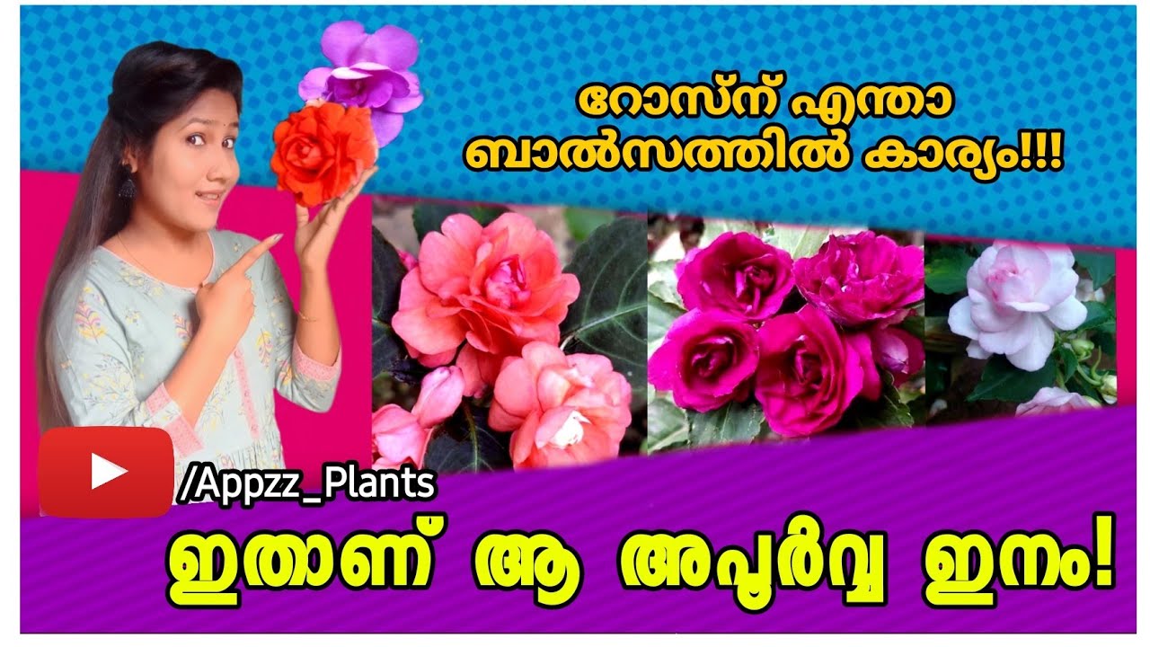 Double (Multi) Petals Balsam, Ente gardenile RAJAKUMARI....😍