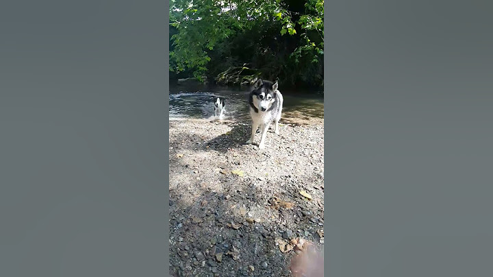 faltaba este😍 #dogs #husky #bordercollie #wolf #mascotas #pets #dogshorts #doglife #viralshorts #dog