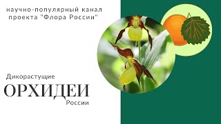 Осины с апельсином!!! Орхидеи нашей страны · iNaturalist