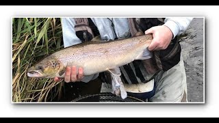 River Clyde Salmon on the worm (strong language)