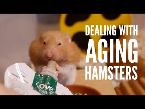Dealing with an Aging Hamster