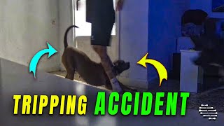 Camera Caught a Girl Tripping Over a Dog