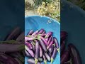 what i got today 🤠 #farming #garden #cocopeat