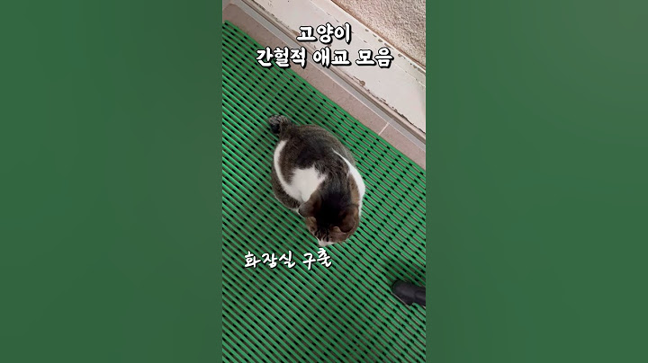 뭔가 이상한 고양이 애교 모음