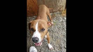 Skagit Valley Humane Society -