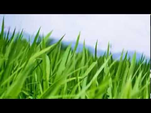Millcreek Landscaping & Nursery Northern Virginia 703-759-7350 Millcreek Landscaping & Nursery | Northern Virginia | 703-759-7350 - Millcreek Landscaping & Nursery Northern Virginia 703-759-7350