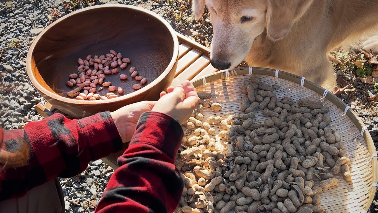 Сбор урожая с ретривером и приготовление арахисового масла в электрокемпере