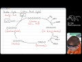 AP Biology – The Cell – Lesson 14  Prep Steps and Krebs Cycle