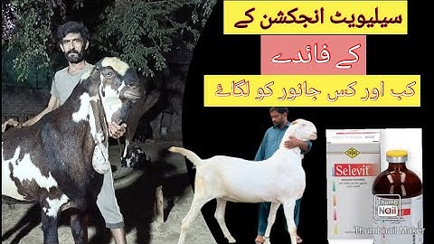 selevit injection ( benefit of selevit injection