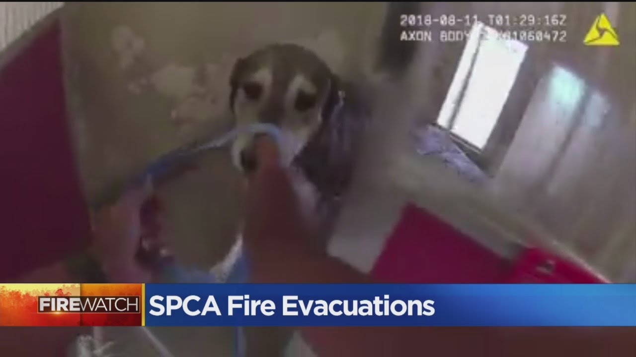 VIDEO: Officers Rush In To Evacuate Animal Shelter In Wildfire’s Path
