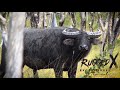 Water Buffalo of Australia