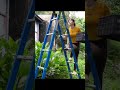 Panen banyak buah mangga untuk dijual dipasar #farming#youtubeshorts #fruit #harvesting #sell#mango