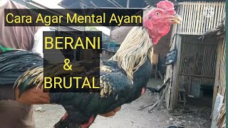 Cara agar ayam Agresif dan full Mental. 