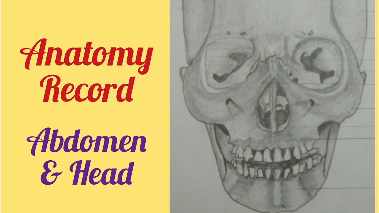 Medical student Anatomy Record Body parts Diaghrams MBBS/ BAMS/ BHMS