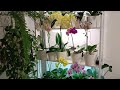 Изменения на стеллаже с орхидеями 🌿👍 Changes on the orchid rack