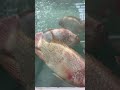 Giant gourami/Golden redfish/Goramy#shorts#fish#giant gourami#gorami #animals