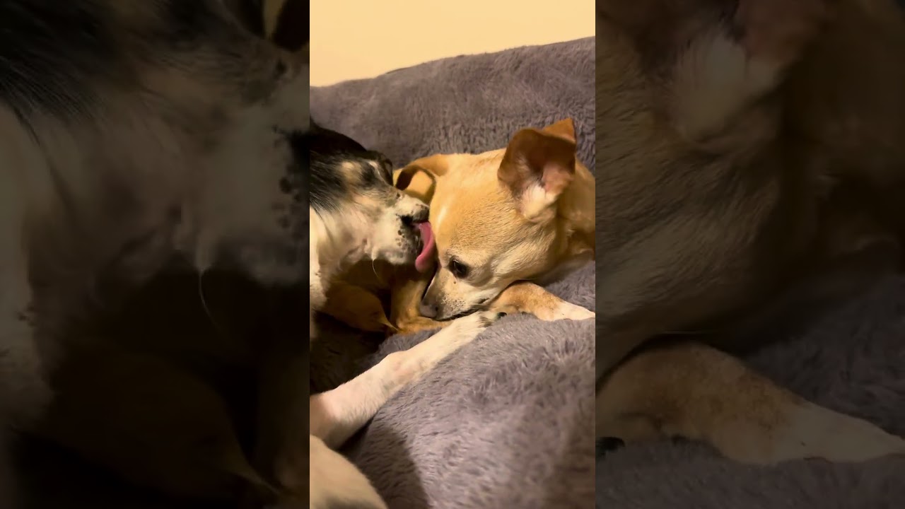 Saturday night bath time with Lizzie & Bailey. ASMR