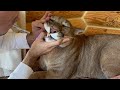 Пума Месси позволил удалить ему зубной камень!| Puma Messi let him remove tartar from his teeth!