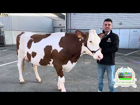 له بزانسو څخه