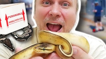 AMAZING BALL PYTHON UNBOXING!!! | BRIAN BARCZYK