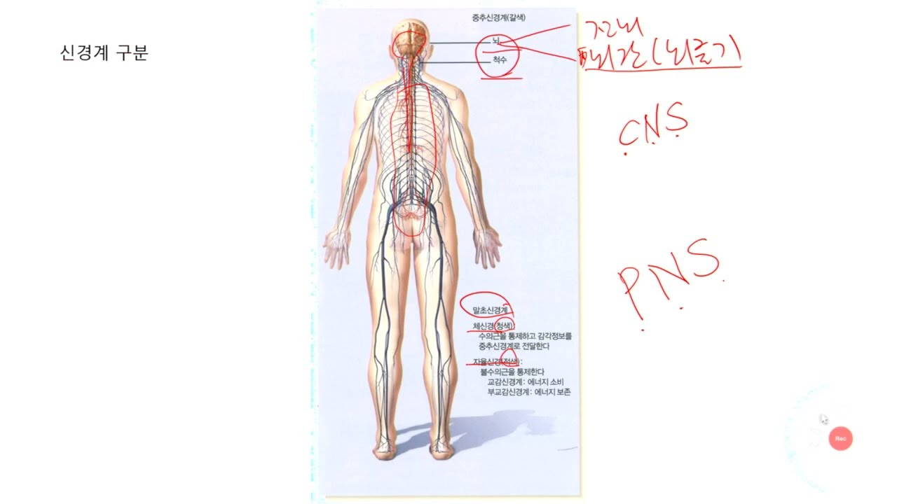 생물심리학 7강