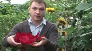 видео рождественский цветок с красными листьями
