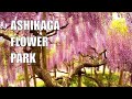 Фестиваль глициний в японском парке Асикага