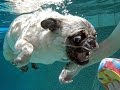 Funny Pug swimming in the pool. Мопс купается в бассейне.