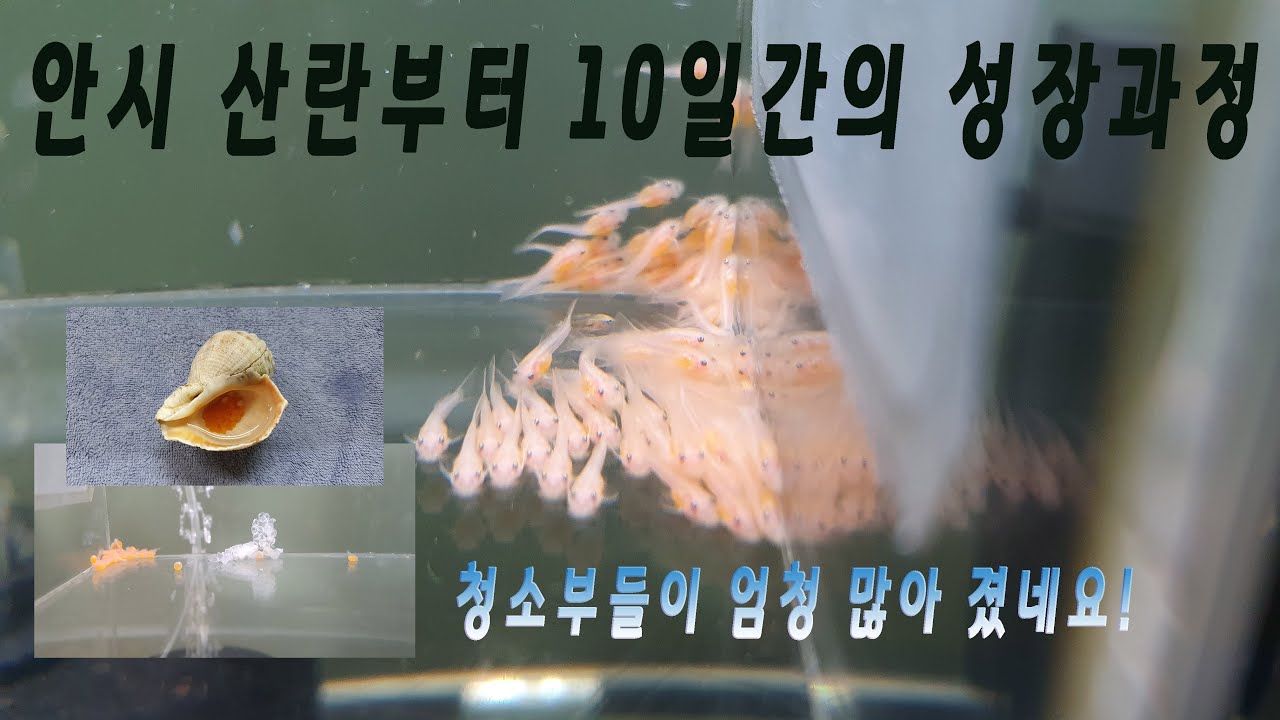 안시 물고기  산란에서 부화까지~~