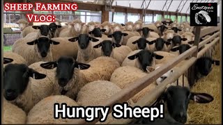 Sheep Care Update: Lambing Season WrapUp and Diet Adjustments #SheepCare #LambingSeason