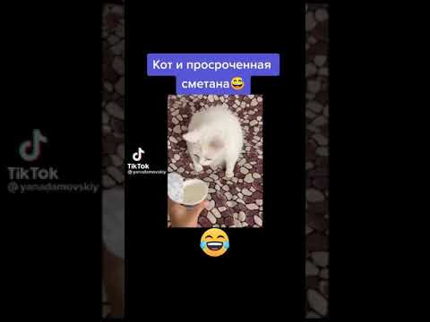 Кот и просроченная сметана