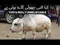 6 unusual Cows In The World/In Urdu/دنیا کی سب سے انوکھی گائے