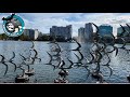 LAKE EOLA PARK | DOWNTOWN ORLANDO | Full Tour, Walt Disney Amphitheater, Swan Boats &amp; More!