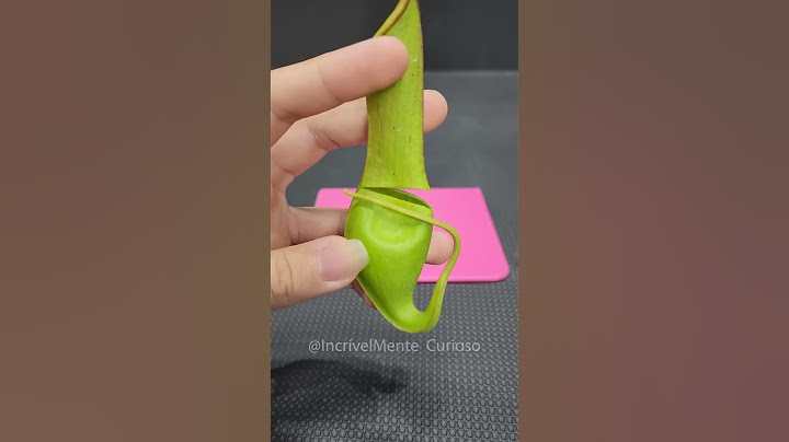 PLANTA CARNÍVORA vs PLANTA CARNÍVORA