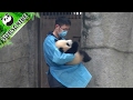 No wonder pandas all like their nanny!