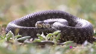 Slithering Secrets: Unveiling the Mysteries of Snakes