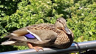 Al Agua Patos!  33 days with a nesting mallard on our balcony