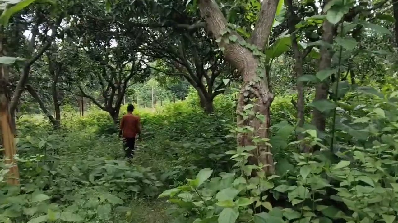 20 bigha farming land for sale sonamukhi pokhona mob 7908445449