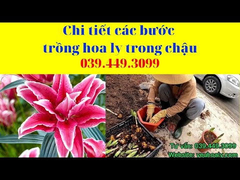 Video HƯỚNG DẪN CÁC BƯỚC TRỒNG HOA LY TRONG CHẬU CHƠI TẾT... - youtube