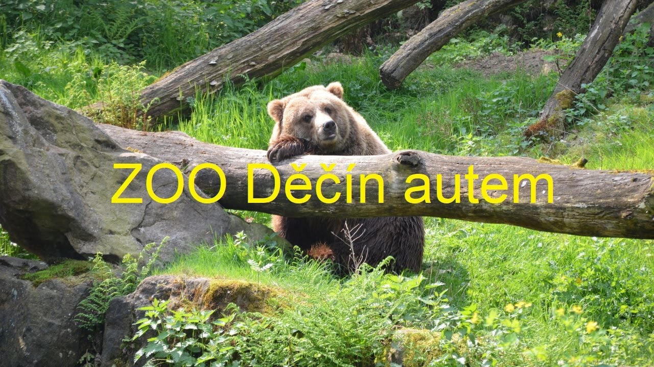 ZOO DĚČÍN autem