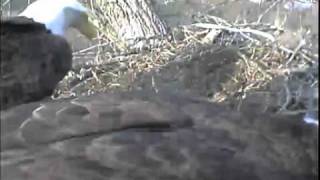 Decorah eagle brings in a big branch then dad takes it away