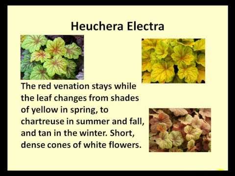 Video: Heuchera Hybrid: Bylina Pro Otevřenou Půdu. „Electra“, „Marveles Marble Silver“, „Grape Soda“a „Cherry Cola“, „Fire Alarm“a Další Odrůdy