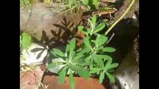 How to Prevent Weeds 6 - use bricks and rocks