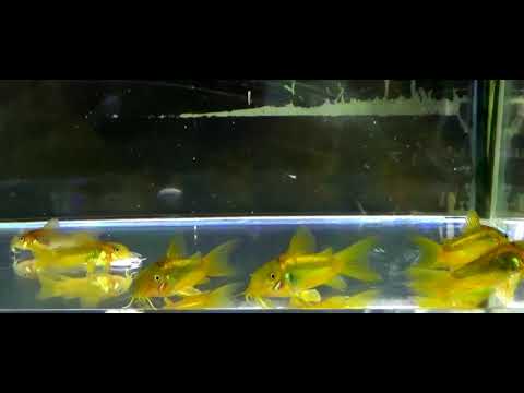 camera iphone 8 plus apk orange laser corys