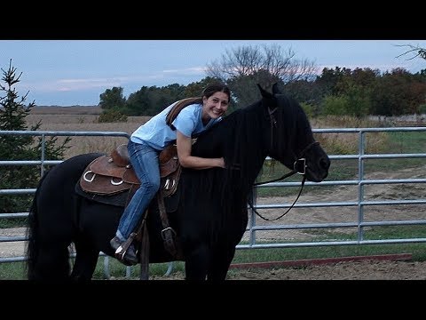 animal attacks reddit FRIESIAN! A girl's dream comes true.