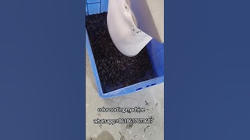 Color sorting machine for sunflower seed #sorting #sorting machine #sunflower seeds