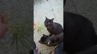 Pee Chatte Et Gros Chat