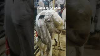 Bakra Mandi Chale #bakra #explore #foryou #fyp #bakramandi #mumbra #hafsastudio.official
