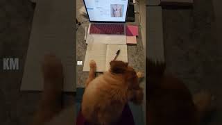 SMART POMERANIAN DOG| THEO #shorts #mybloopers #blooper