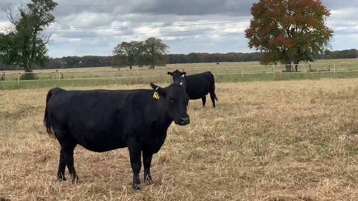 25 Texas Raised Registered Angus